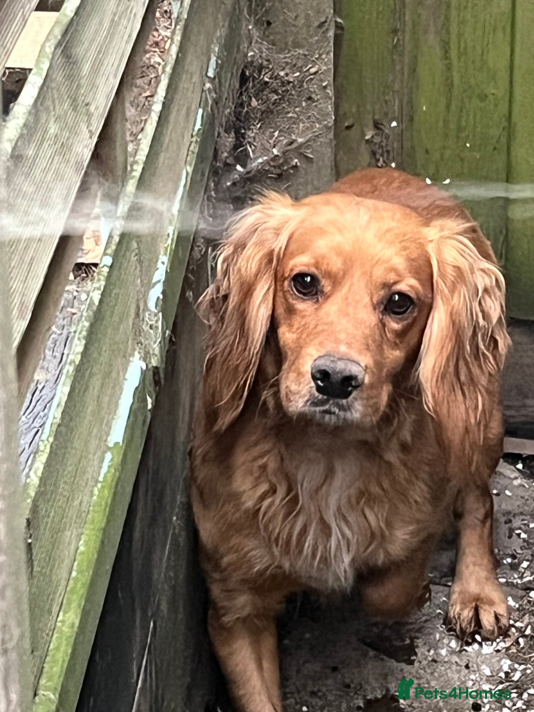 Cocker Spaniel dogs for sale: Working cocker spaniel  in Dereham - Image 4