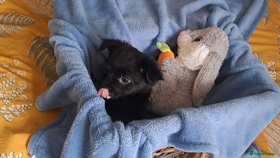 Chihuahua dogs for sale: 10 week old male long coat chihuahua pup - Advert 9