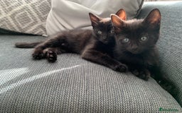 Mixed Breed cats for sale: Black/ brown striped  - Image 4