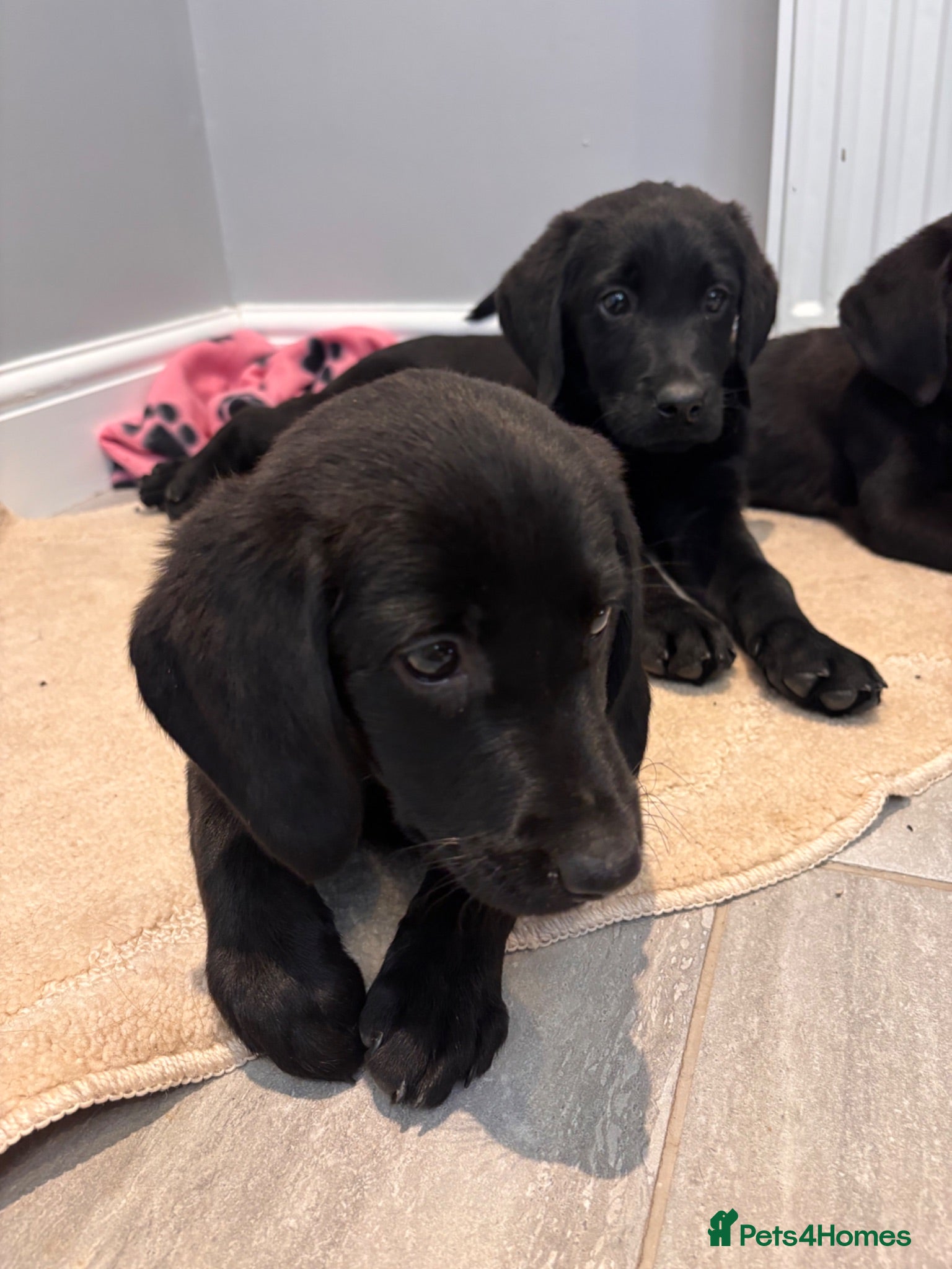 Labrador Retriever dogs Gorgeous Labradors  - Advert 1