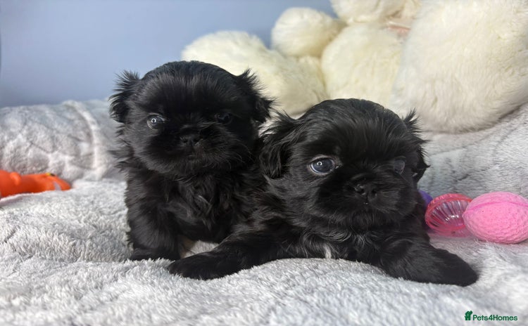 Shih Tzu dogs KC Reg Solid Black Girl and Boy - Advert 1