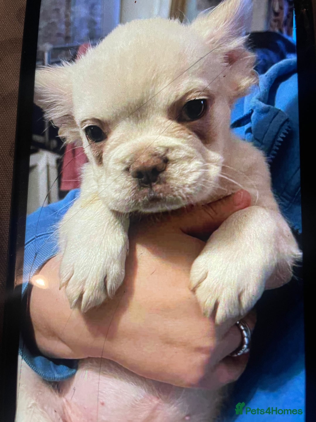 French Bulldog dogs for sale: 🐾 7 of the most Loving French Bulldogs 🐾🐶🩷 - Image 2