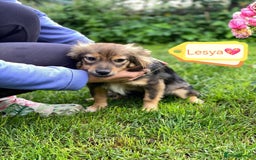 Mixed Breed dogs for adoption: 💖🐶 LESYA 🐶💖 - Image 1