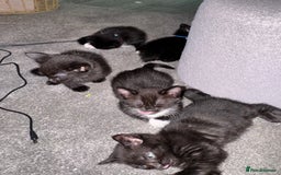 Mixed Breed cats for sale: 🐾 Beautiful Black & Tuxedo Kittens - Advert 1