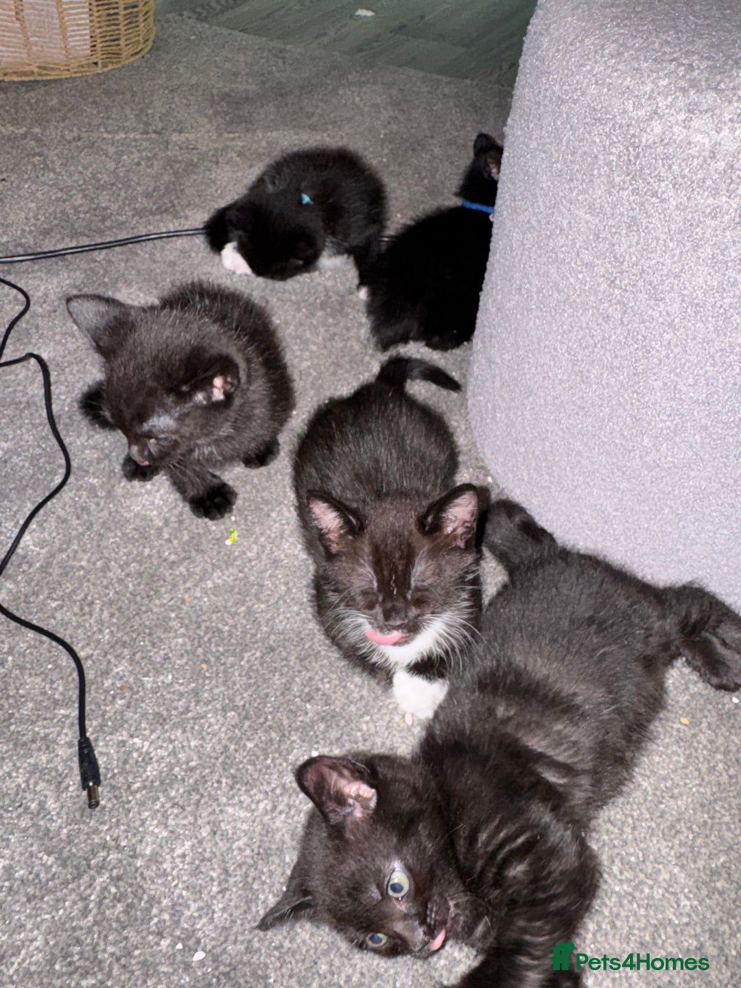 Mixed Breed cats for sale: 🐾 Beautiful Black & Tuxedo Kittens - Advert 1