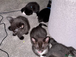 Mixed Breed cats for sale: 🐾 Beautiful Black & Tuxedo Kittens - Advert 1