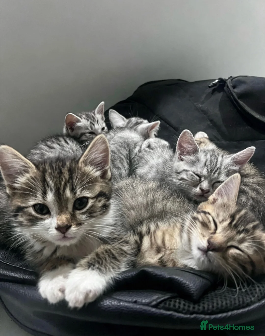 Domestic Shorthair cats for sale: Adorably 8 Week Old Fluffy Domestic Shorthairs - Advert 2