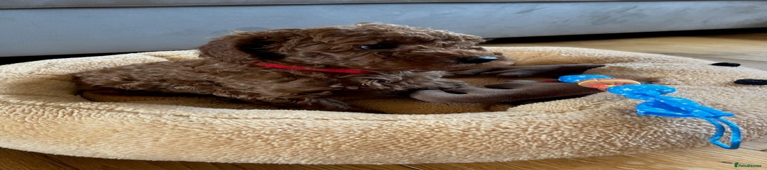 Miniature Poodle Puppy 1