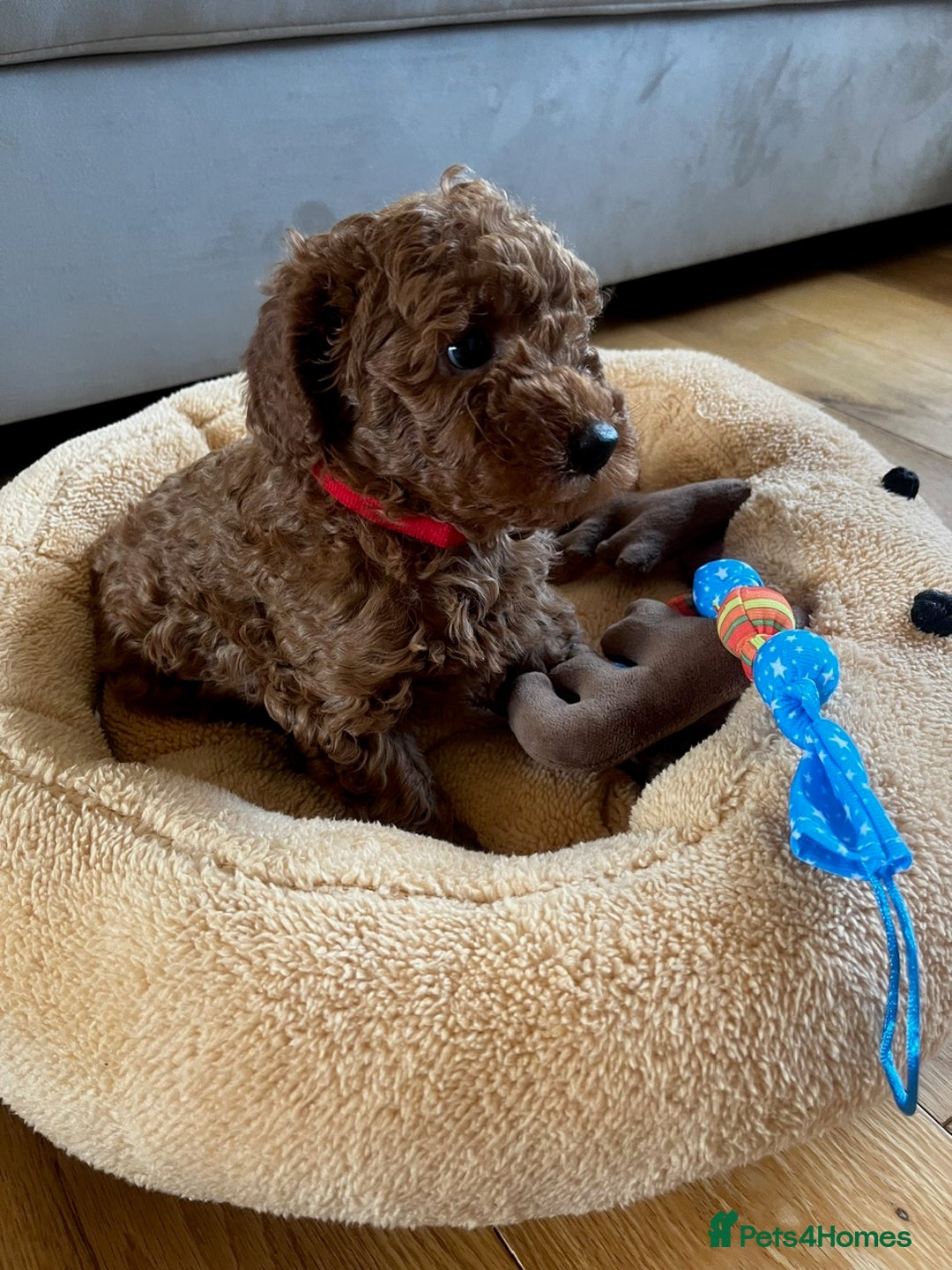 Miniature Poodle dogs for sale: 5 generation pedigree beautiful red mini poodles - Image 17