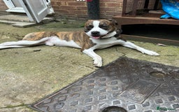 Mixed Breed dogs for sale: Moose  - Image 2