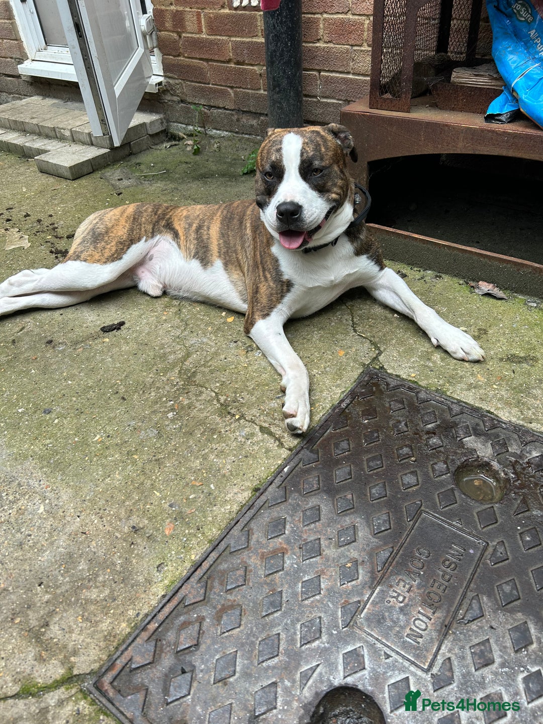 Mixed Breed dogs for sale: Moose  - Image 2