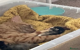 Domestic Shorthair cats for sale: 2 Ginger males 2 calico female 1 tabby female - Image 19