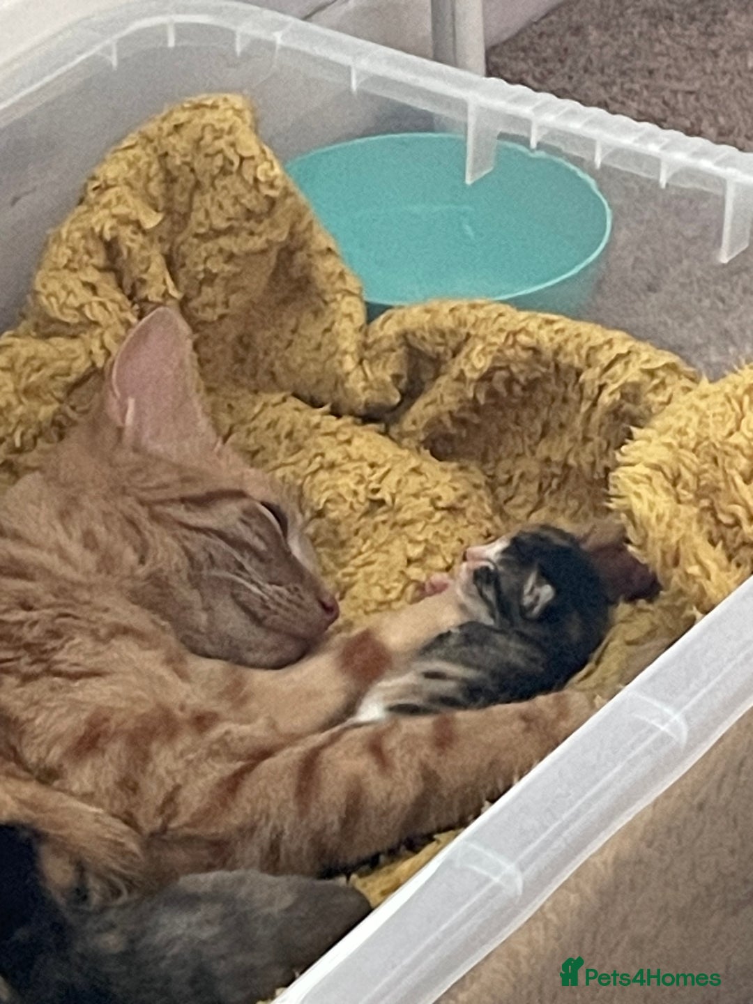 Domestic Shorthair cats for sale: 2 Ginger males 2 calico female 1 tabby female - Image 19