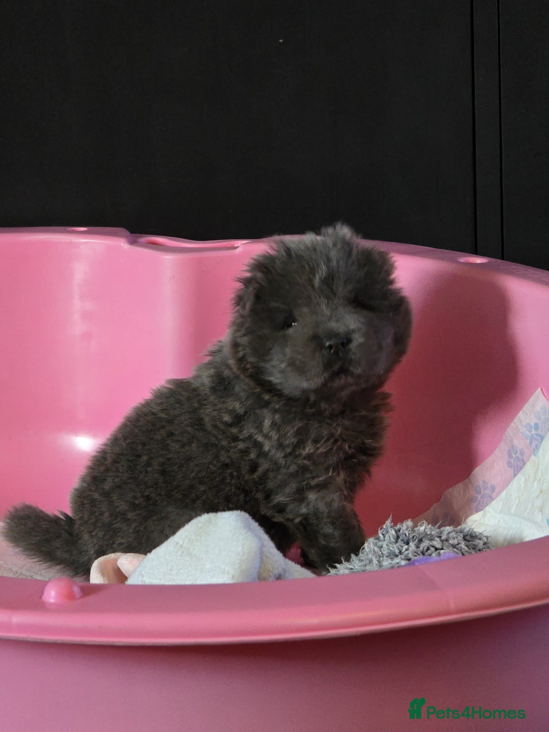 Chow Chow dogs for sale: Stunning blue chow chow female pup - Advert 4