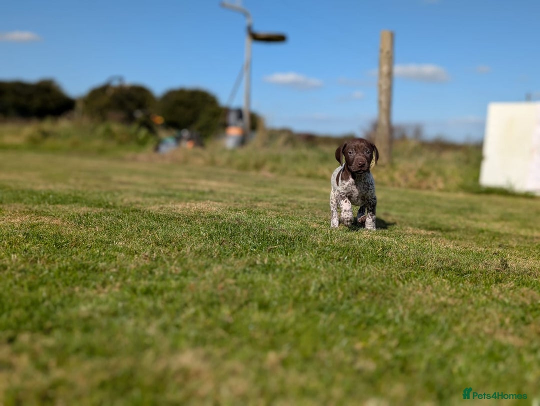 German Shorthaired Pointer dogs for sale: 7 Beautiful KC GSP Puppies - Image 8