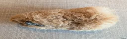 Guinea Pig rodents for sale: Gorgeous alpaca boys looking for their 5* home - Advert 6