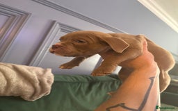 American Bully dogs for sale: Price Drop American pocket x American bully pups  in Bathgate - Image 26