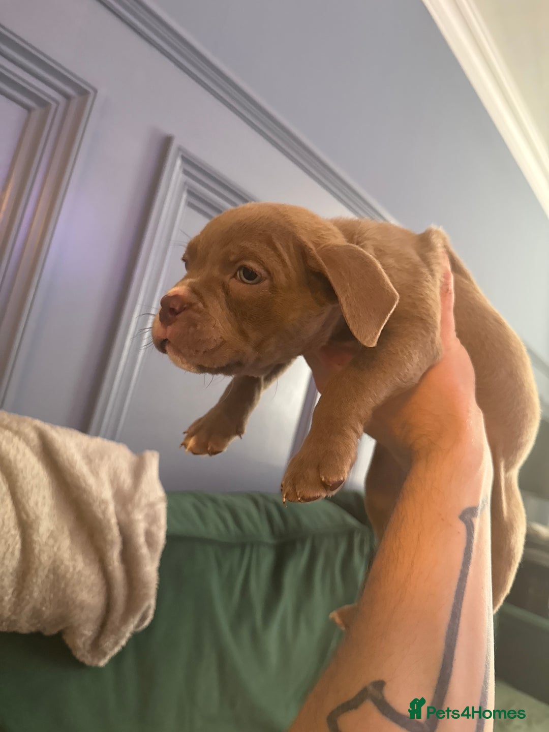 American Bully dogs for sale: Price Drop American pocket x American bully pups  in Bathgate - Image 26