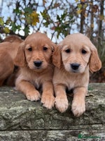 Golden Retriever dogs - Advert 8
