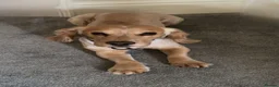 Cocker Spaniel dogs for stud: male dog for STUD ONLY - Advert 3