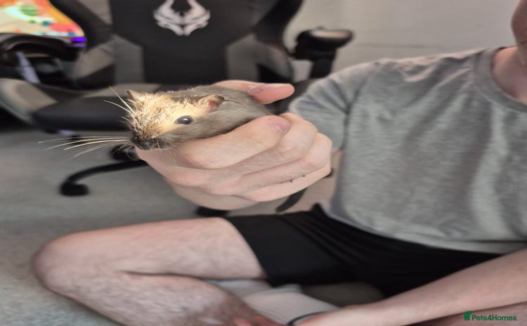 Gerbil rodents - Advert 1
