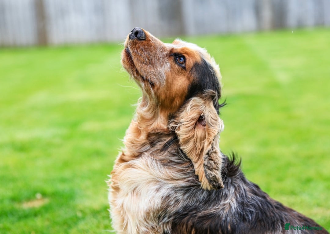 Cocker Spaniel dogs for stud: KC Registered Show Cocker Spaniel 🐾🐾 in Diss - Advert 2