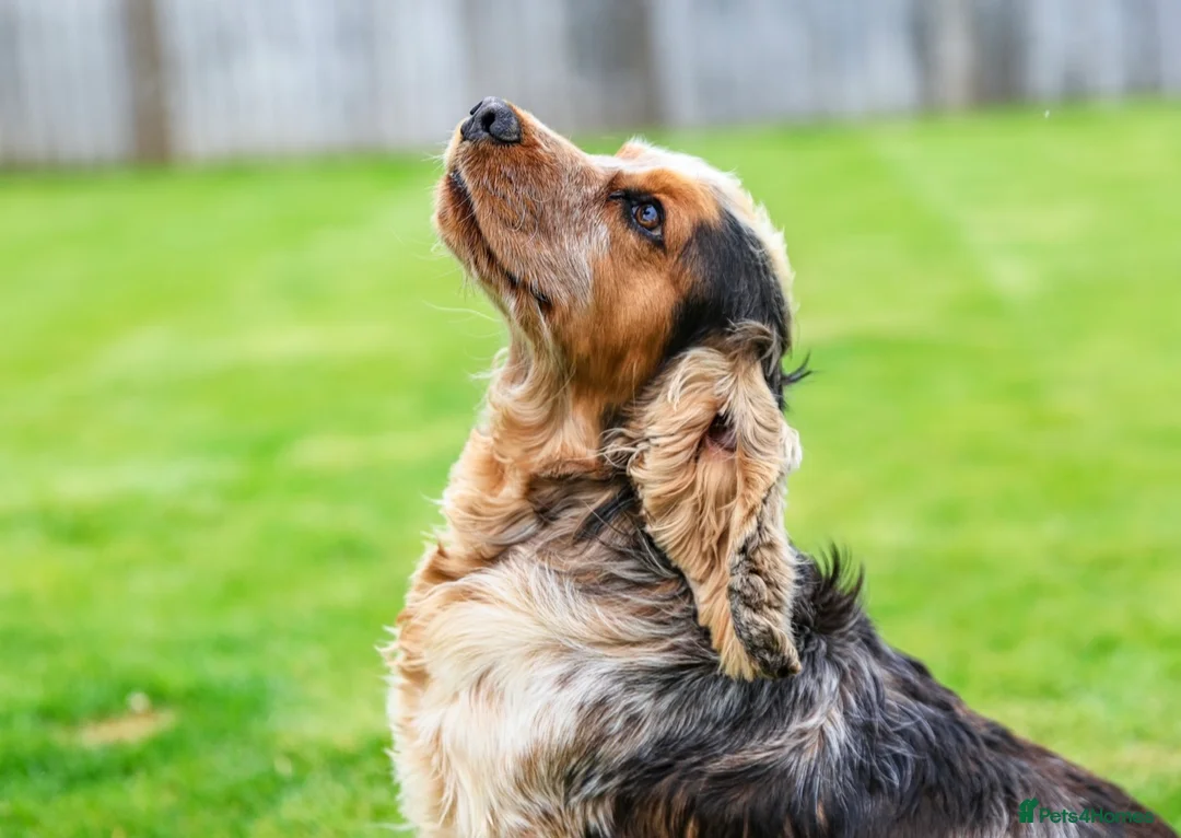 Cocker Spaniel dogs for stud: KC Registered Show Cocker Spaniel 🐾🐾 in Diss - Advert 2