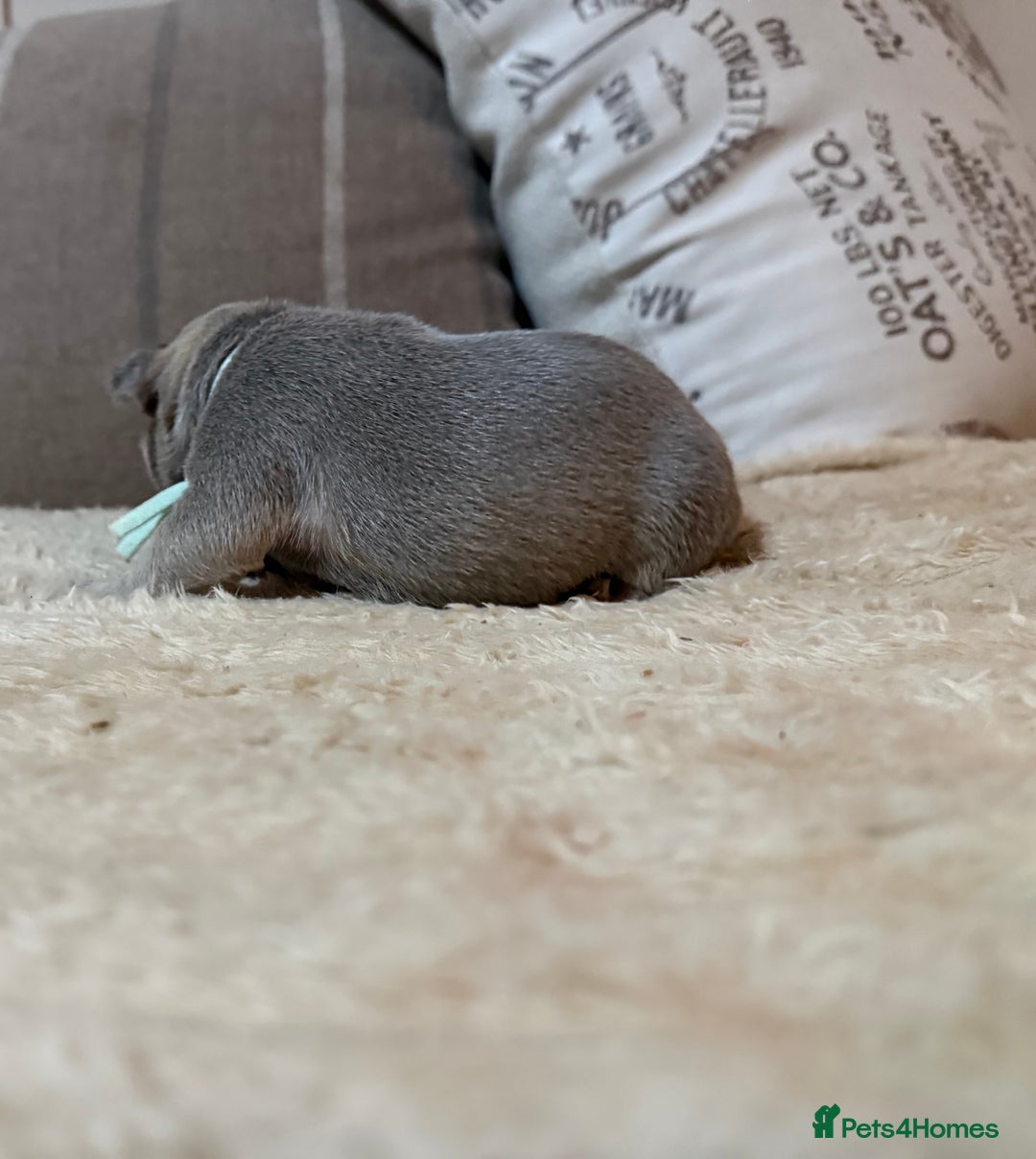 French Bulldog dogs for sale: French bulldog puppies - Advert 13