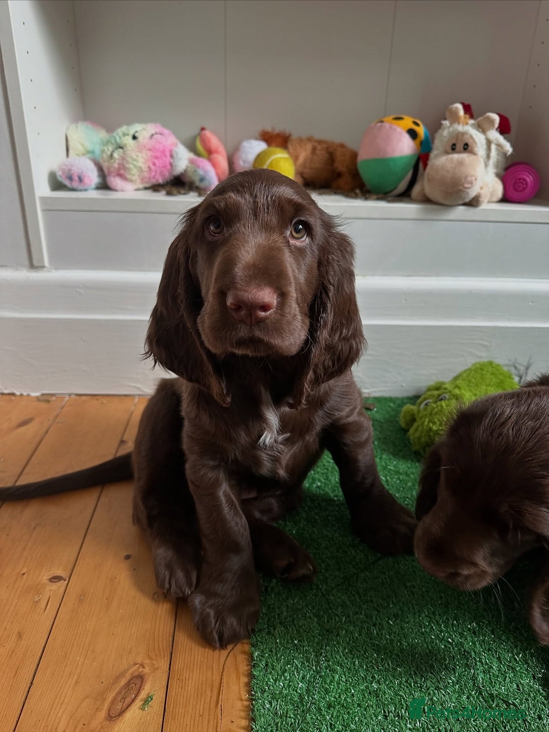 Field Spaniel dogs for sale: Field Spaniel Pups–Healthy, Happy, and Socialized! - Advert 3