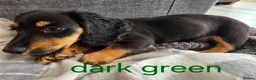 Dachshund dogs for sale: Miniature dachshunds  - Advert 13