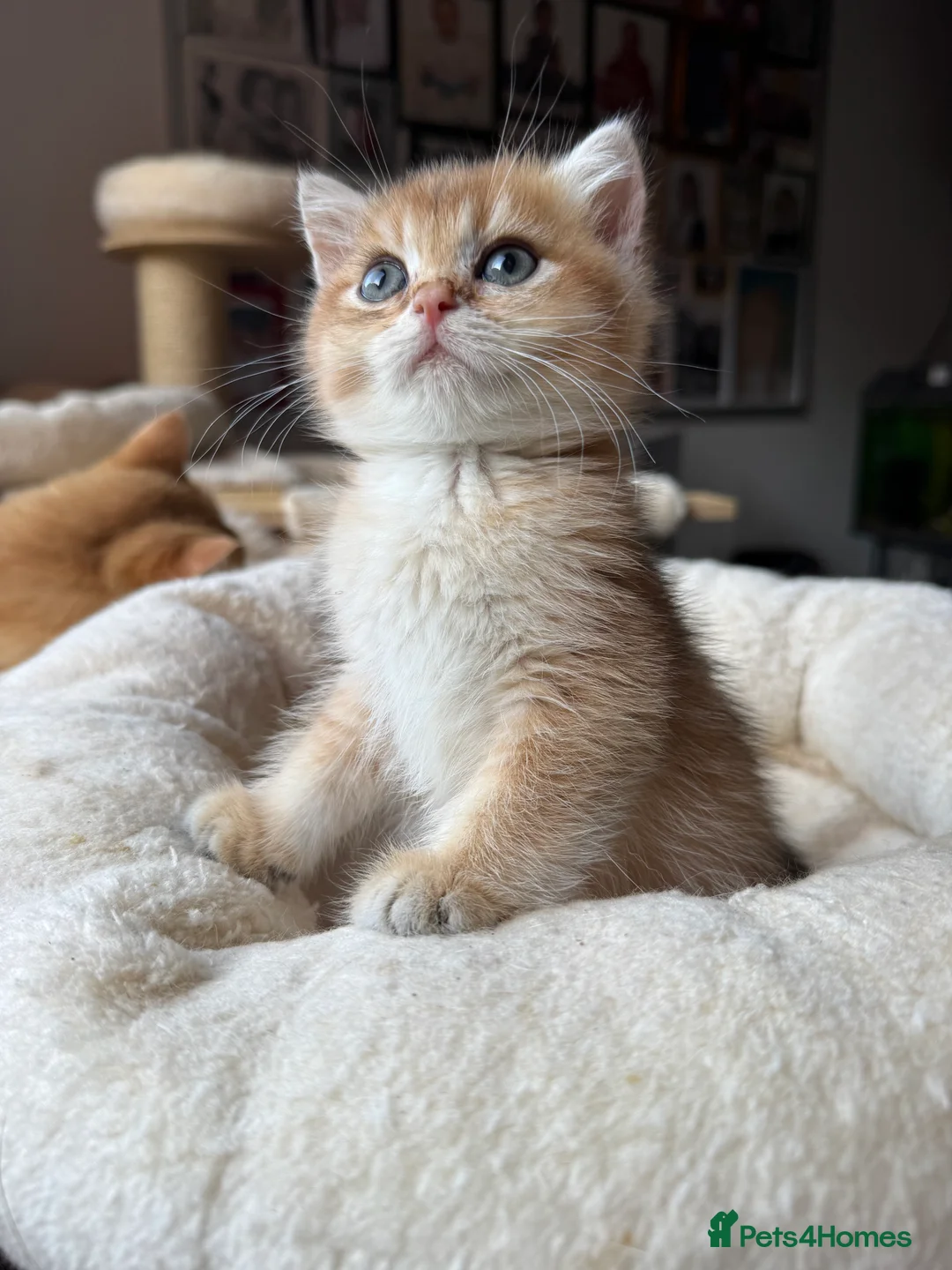 British Shorthair cats for sale: GCCF reg BSH Last Chocolate Gold Blue Eyes Female - Advert 21