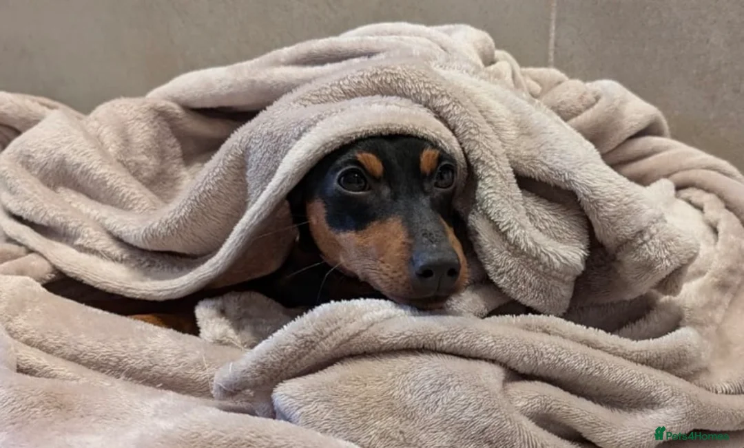 Miniature Pinscher dogs for sale: Rehoming this beautiful girl  - Advert 9