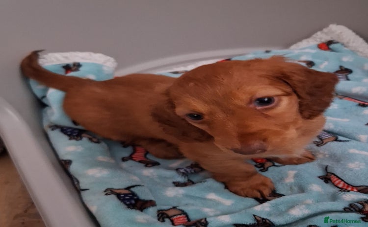 Dachshund dogs - Advert 3