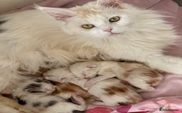 Maine Coon cats for sale: Gorgeous full breed Maine Coon kittens - Image 6