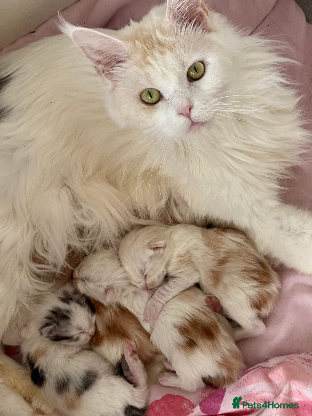 Maine Coon cats for sale: Gorgeous full breed Maine Coon kittens - Image 6