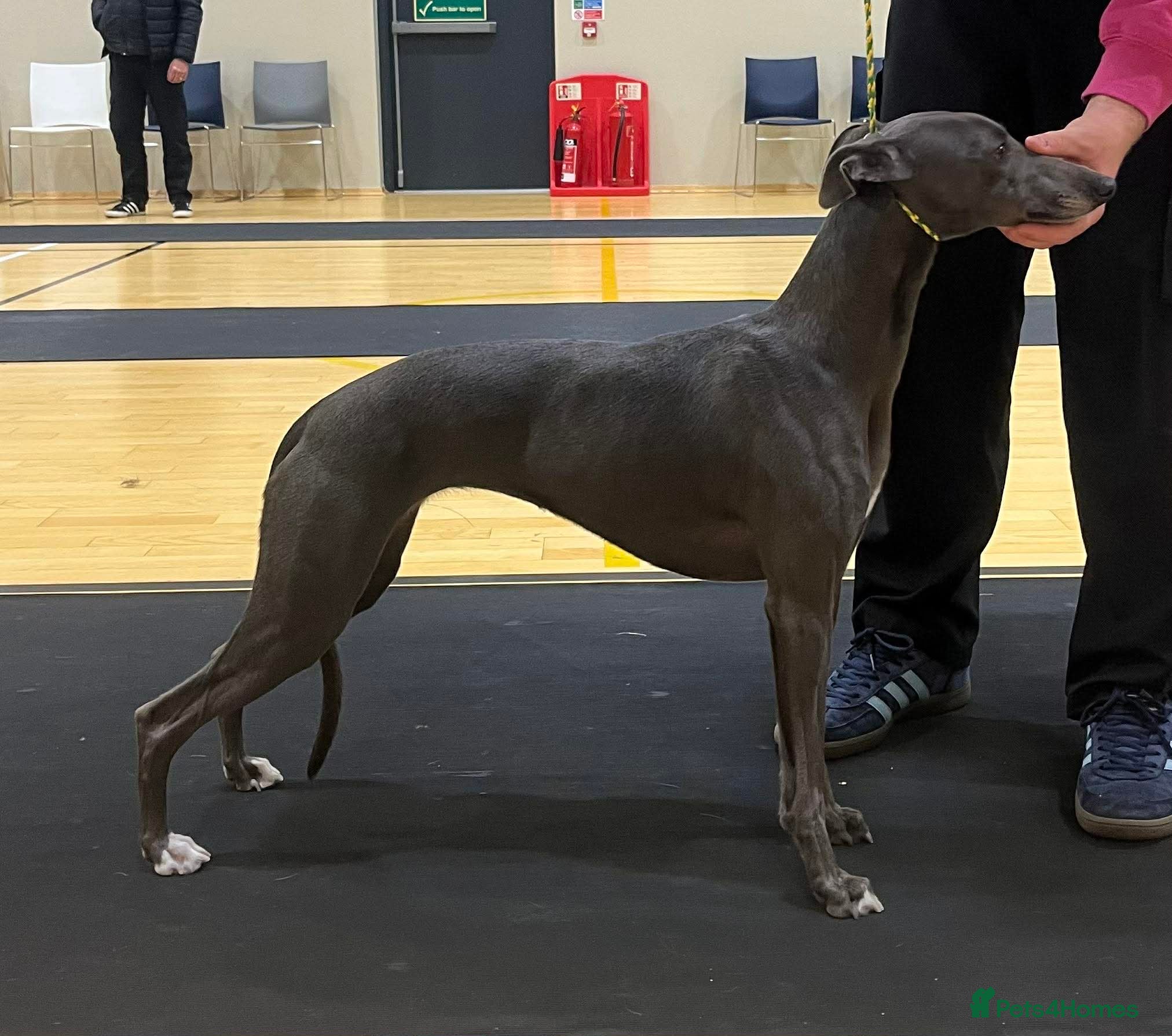 Whippet dogs KC Registered Whippets  - Advert 5