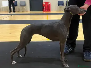 Whippet dogs KC Registered Whippets - Advert 5