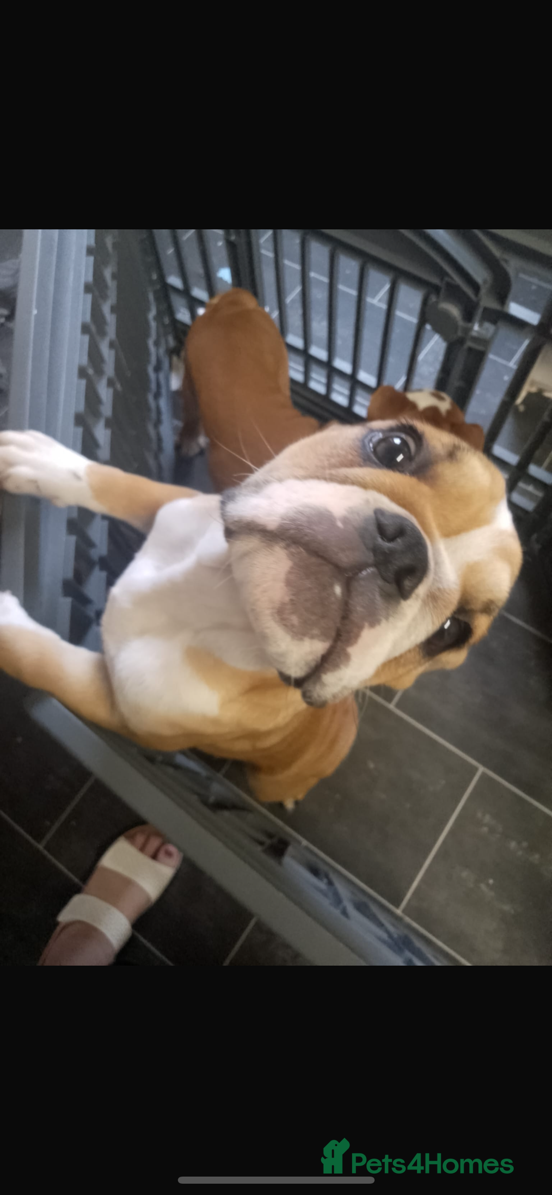 English Bulldog dogs for sale: English bulldogs  - Image 2