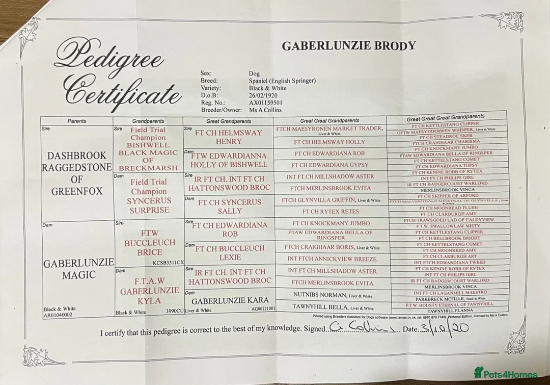 English Springer Spaniel dogs for sale: Kc working springers Excellent pedigree  in Bungay - Advert 2