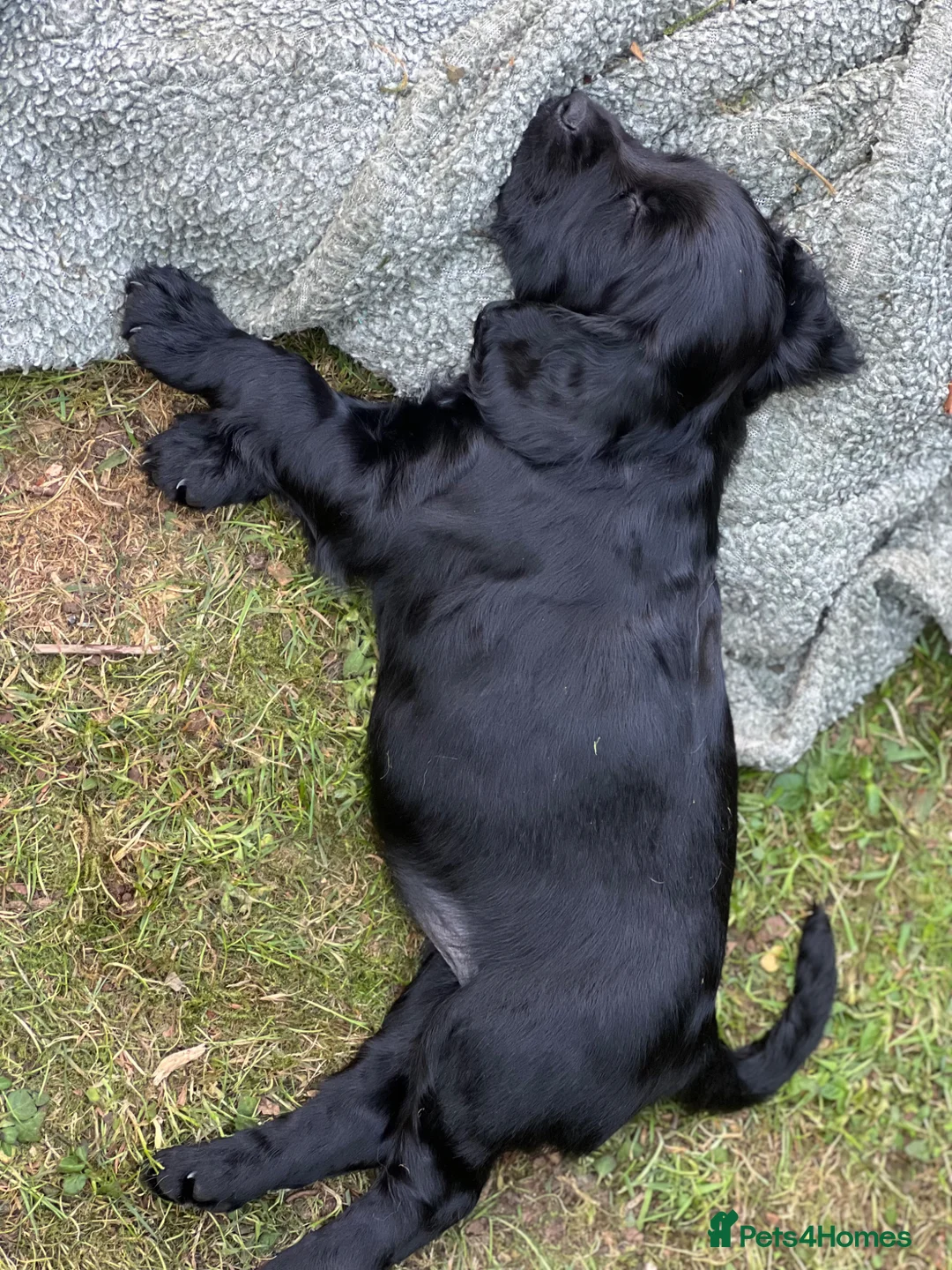 Cocker Spaniel dogs for sale: Kc registered cocker spaniel puppies  in Okehampton - Advert 2