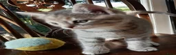Mixed Breed cats for sale: Blue tabby ginger kittens  in Sidmouth - Advert 5