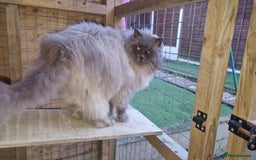 Ragdoll cats for sale: Stunning ragdoll kittens for sale  - Image 23