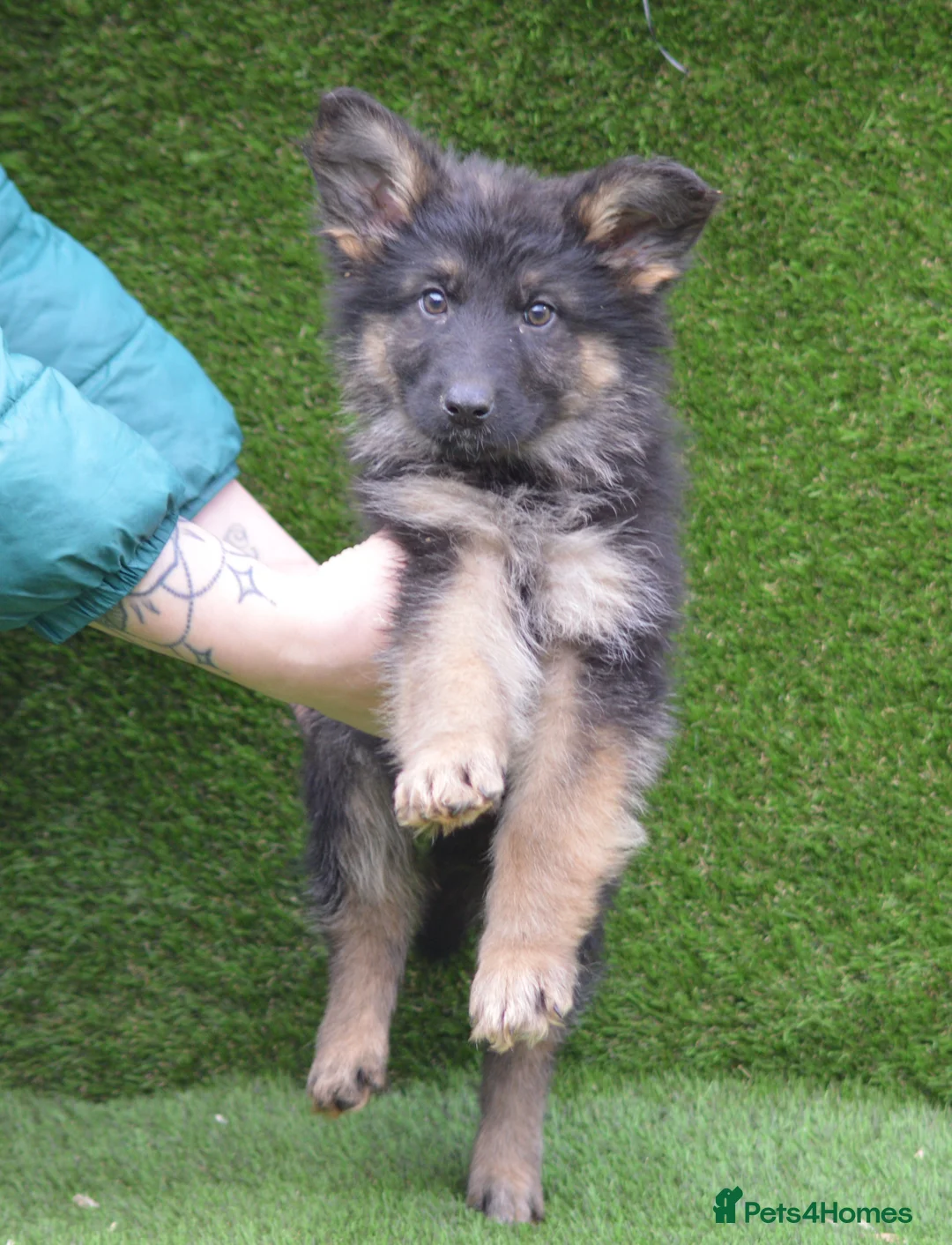 German Shepherd dogs for sale: KC Registered Working Line German Shepherd Puppies - Advert 14