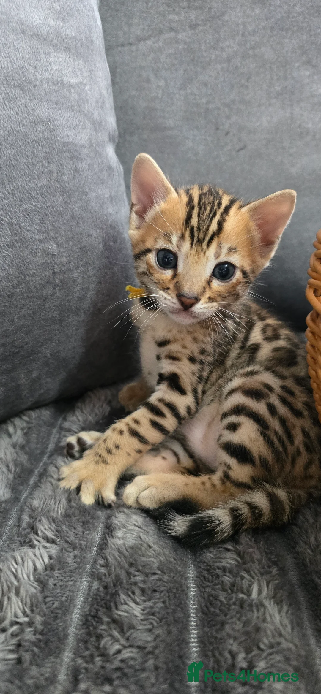 Bengal cats for sale: Waiting list open for kittens 2026-expecting 27.01 - Advert 32