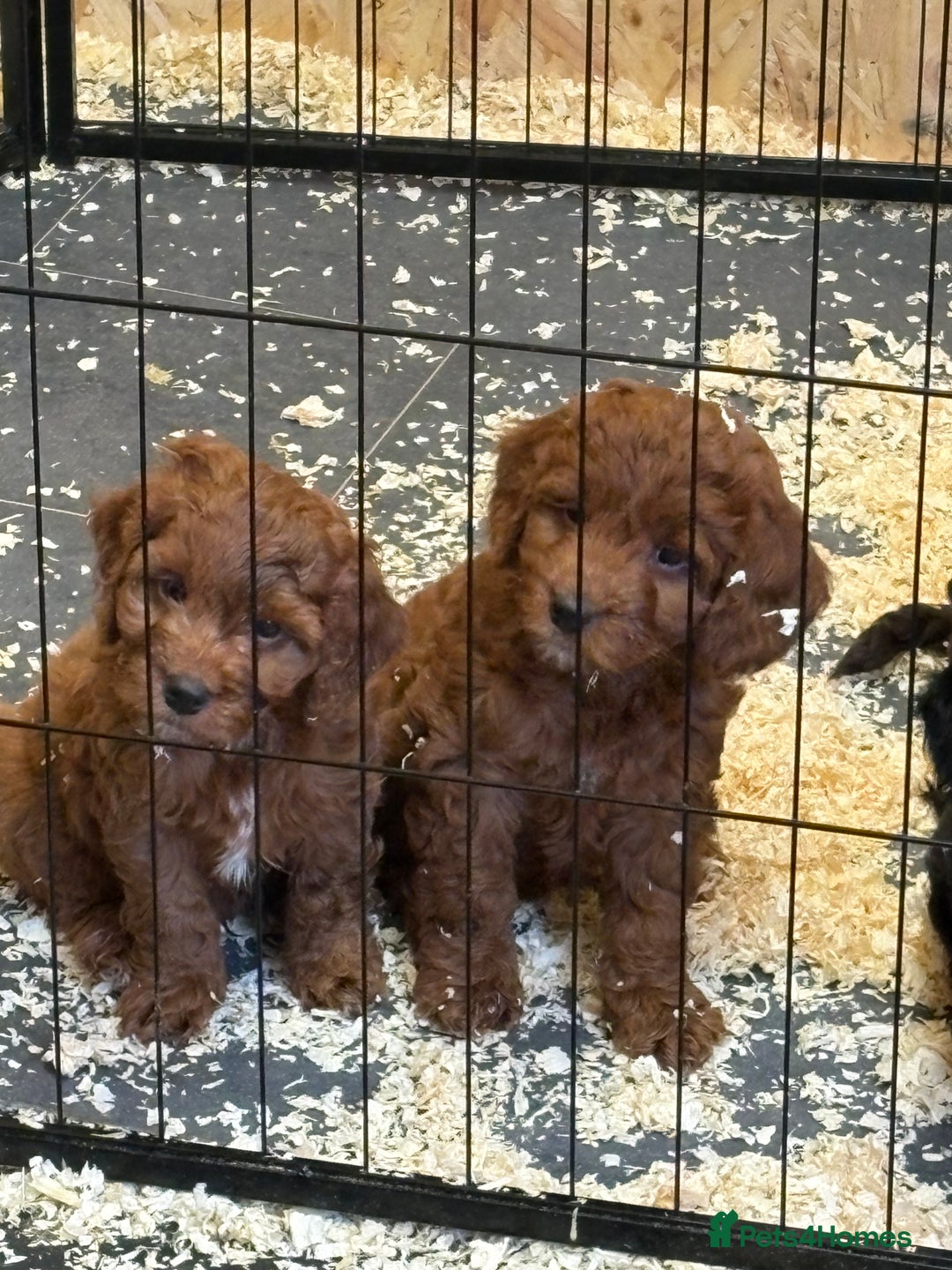 Cockapoo dogs for sale: Stunning toy size F1 cockapoo puppies - Image 23