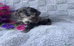 Cockapoo dogs for sale: F1 Showtype Cockapoo - Image 19