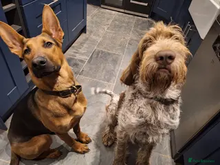 Chinese Red Dog dogs Red & Frank Pair Looking for a Loving Country Home - Advert 1