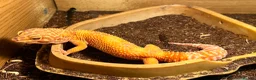 Leopard Gecko reptiles for sale: Two female Gekcos and 3ft viv  - Advert 6