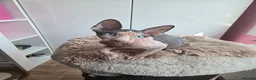 Sphynx cats for sale: Amazing blue eye boy TICA and GCCF, DBE program - Advert 4