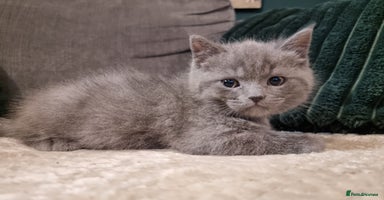 British Shorthair cats Beautiful chunky BSH kittens - Advert 12